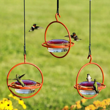 a trio of orange hummingbird feeders hanging near one another with five hummingbirds in flight around them