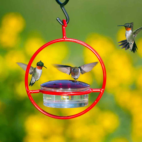 3 hummingbirds in flight feeding from and flying around the red hummingbird feeder