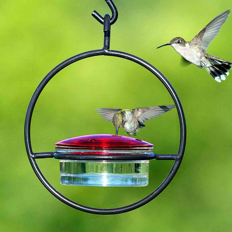 Hummingbird feeder with two hummingbirds on a green background