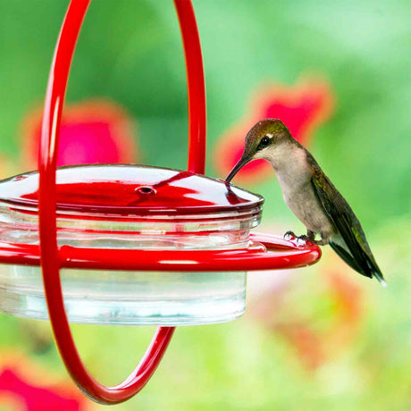 Hummingbird at a red and clear hummingbird feeder with a blurred colorful background