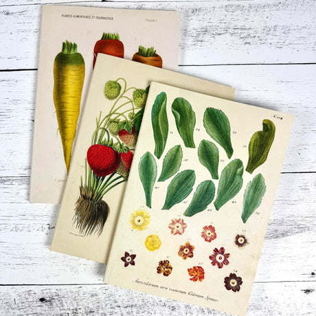 Three vintage botanical print notebooks on a wooden surface