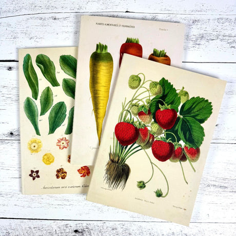 Three botanical printed notebooks of plants and vegetables on a wooden surface