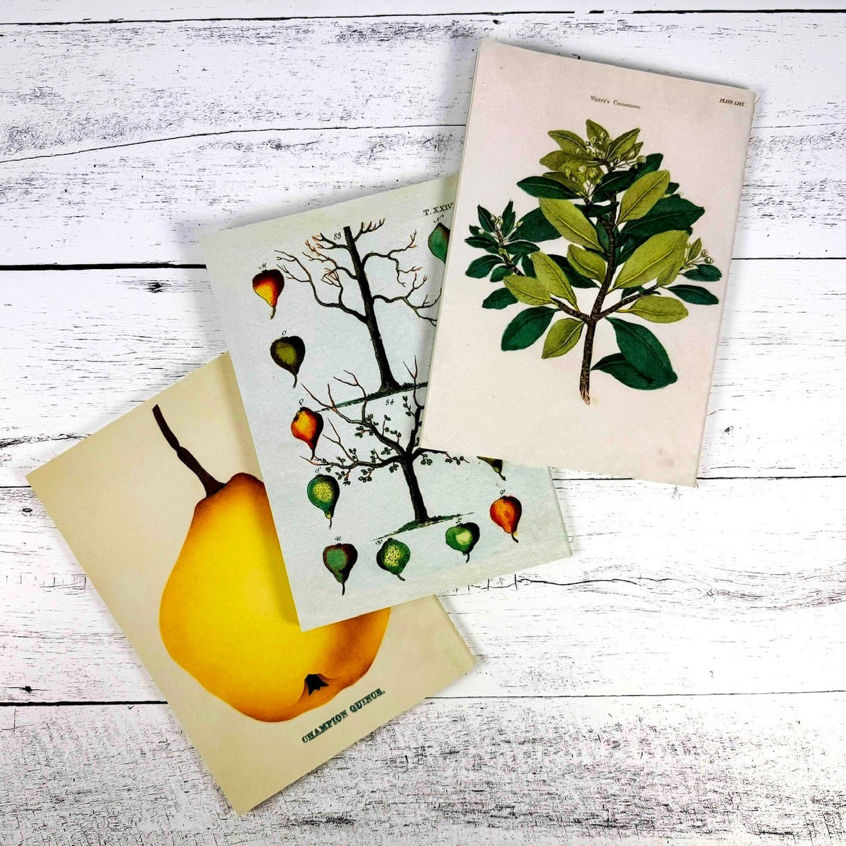 Kitchen Delights Notebooks - Set of 3