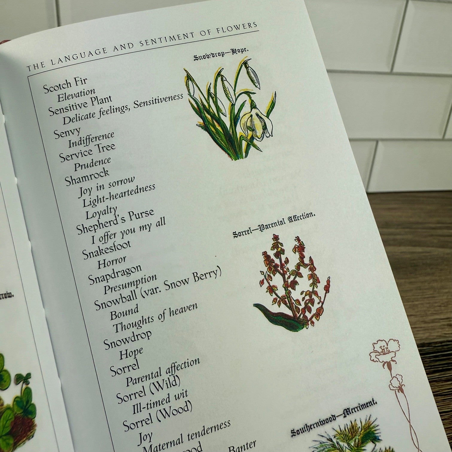 The Language and Sentiment of Flowers – The Old Farmer's Almanac Store