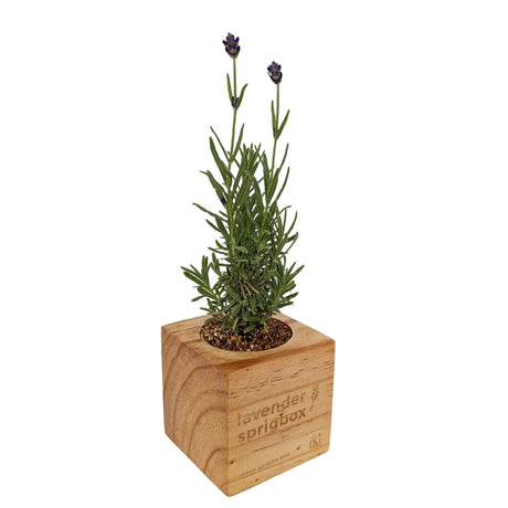 A small lavender plant in a square wooden planter box with the words 'lavender sprigbox' printed on the front, shown on a plain white background.
