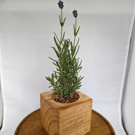 A small potted lavender plant with green leaves and purple flower buds sits in a square wooden planter engraved with 'lavender spridox', placed on a round wooden surface against a white studio backdrop.