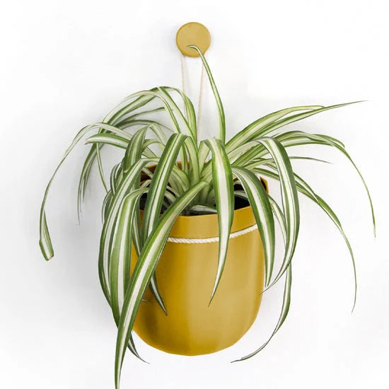 Loop Hanging Planter - 4 colors available