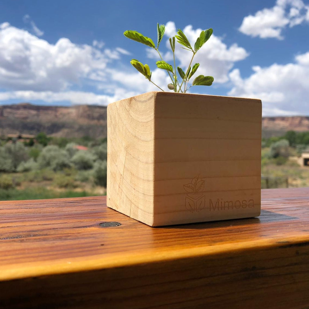 A small green plant growing in a square light wood planter box with the brand name 'Mimosa' engraved on the front, placed on a wooden deck railing with a blurred outdoor landscape and blue sky in the background.