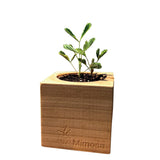 A small green Mimosa plant in a square wooden planter box with visible wood grain and the brand name 'Mimosa' engraved on the front, isolated on a white background.