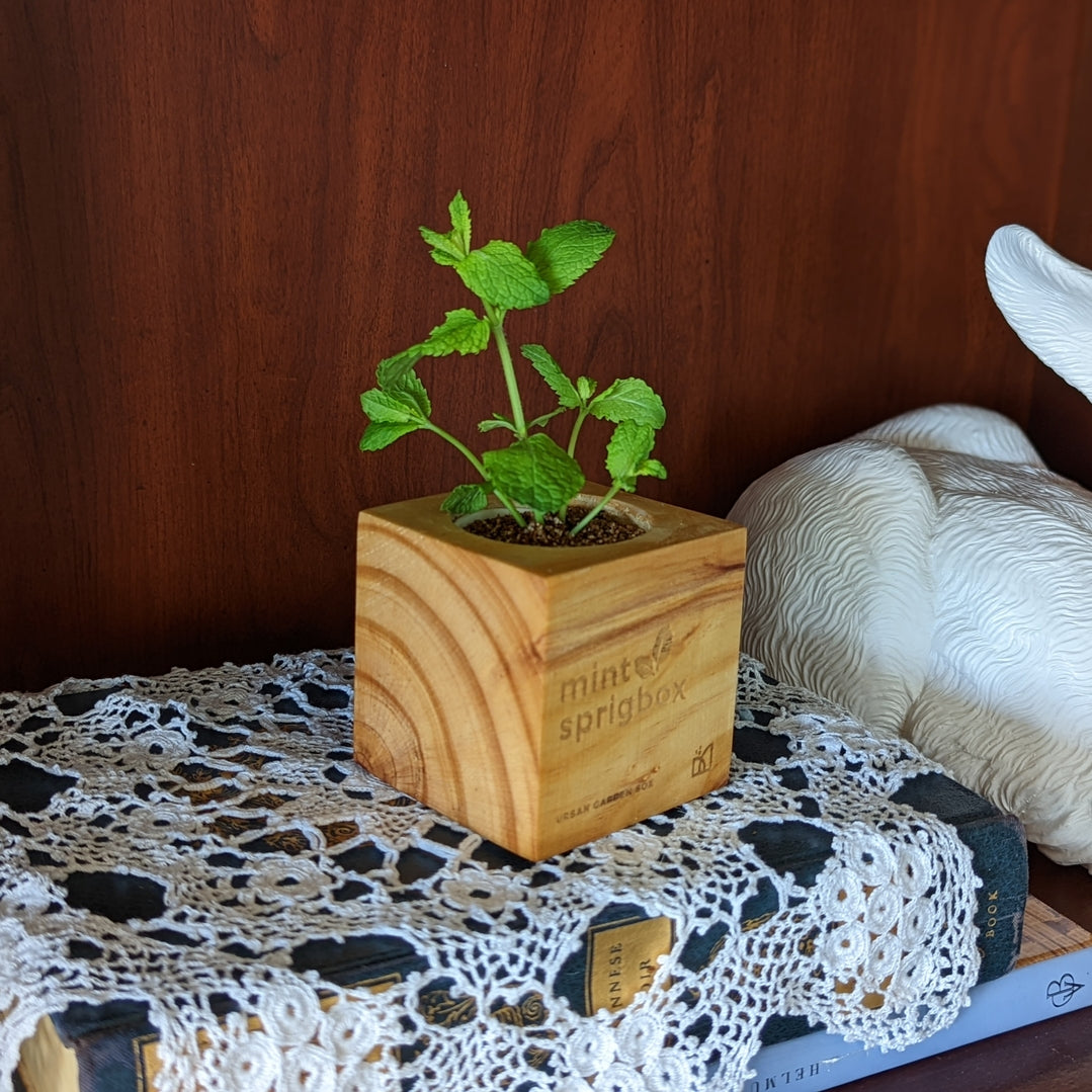 A small green mint plant in a square wooden planter box engraved with 'mint sprig box', placed on a lace-covered book against a dark wood background.