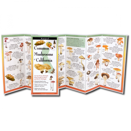The Common Mushrooms of California folding guide unfolded and upright, accordion style, showing the contents of the guide, which has illustrations and printed information on mushrooms