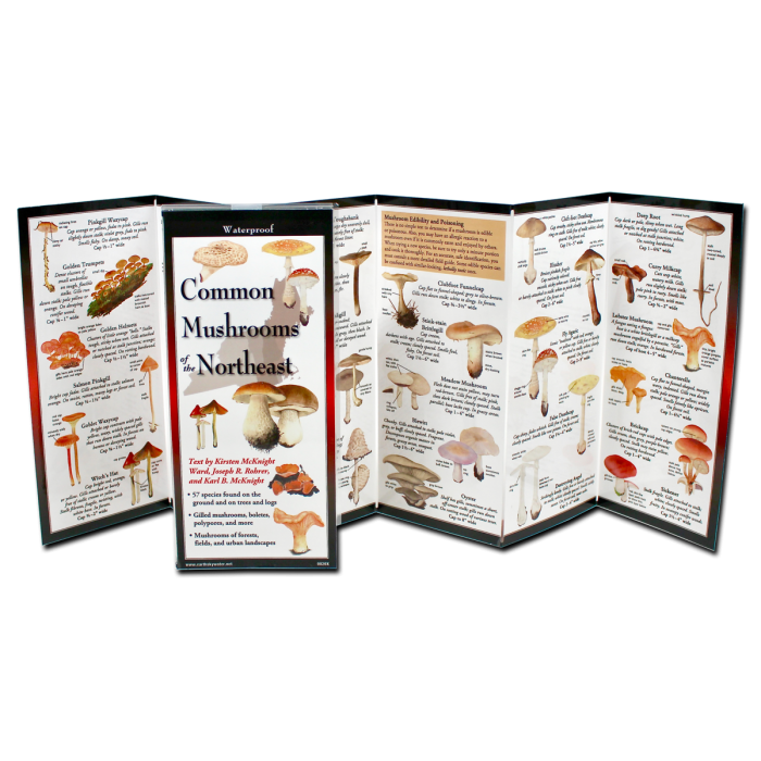 The Common Mushrooms of the Northeast folding guide unfolded and upright, accordion style, showing the contents of the guide, which has illustrations of mushrooms with printed information on mushrooms