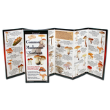 The Common Mushrooms of the Northeast folding guide unfolded and upright, accordion style, showing the contents of the guide, which has illustrations of mushrooms with printed information on mushrooms