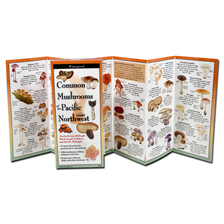The Common Mushrooms of the Pacific Northwest folding guide unfolded and upright, accordion style, showing the contents of the guide, which has illustrations of mushrooms with printed information on mushrooms