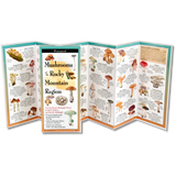The Common Mushrooms of the Rocky Mountain Region folding guide unfolded and upright, accordion style, showing the contents of the guide, which has illustrations of mushrooms with printed information on mushrooms