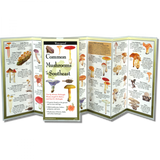 The Common Mushrooms of the Southeast folding guide unfolded and upright, accordion style, showing the contents of the guide, which has illustrations and printed information on mushrooms