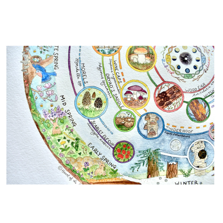 Giclée Art Print - Mushroom Foraging Calendar