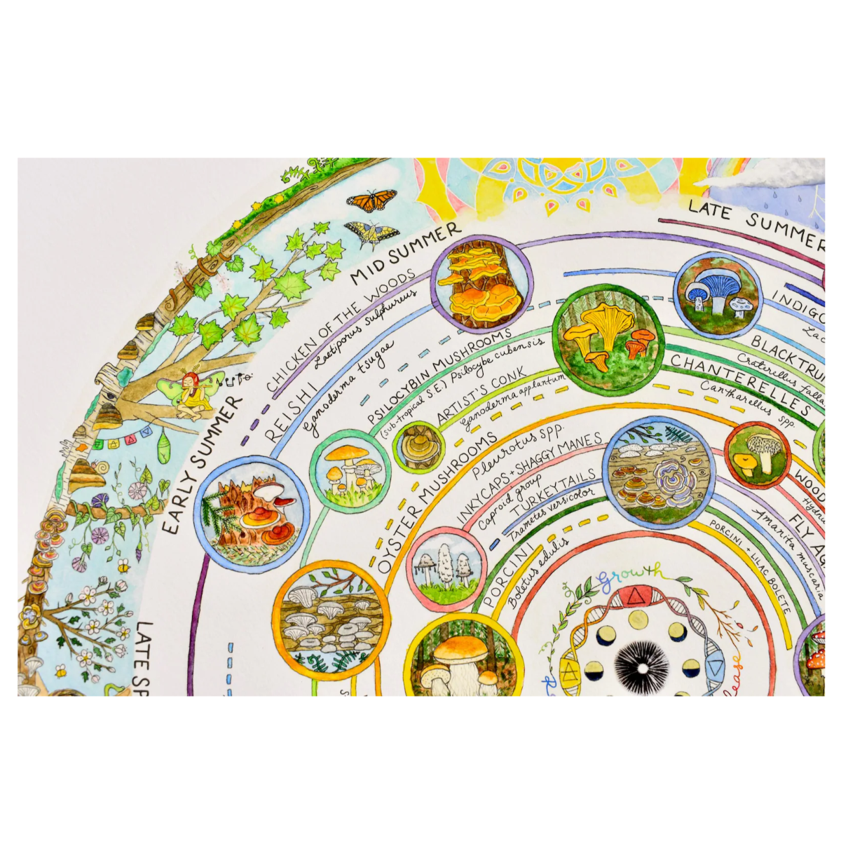 Giclée Art Print - Mushroom Foraging Calendar