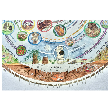 Giclée Art Print - Mushroom Foraging Calendar