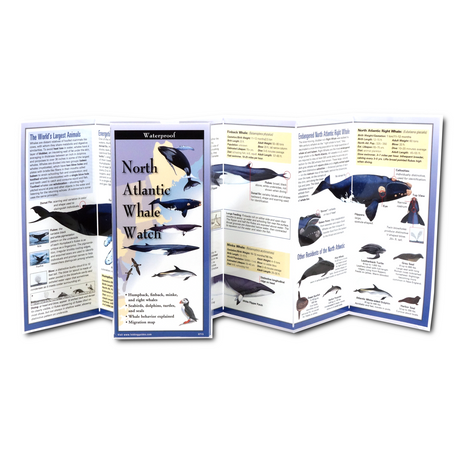 Unfolded, upright image of the North Atlantic Whale Watch folding guide with illustrations and all the basics on New England whales, sea birds, dolphins, and seals