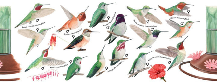 Hummingbirds Large Mug – The Old Farmer's Almanac Store