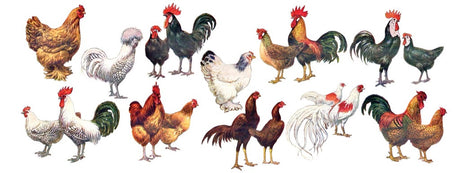 Full wraparound image from chicken coffee mug.