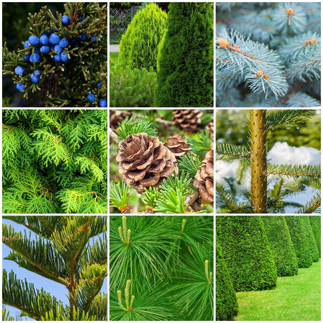 A 3x3 collage of close-up nature and landscaping photos featuring green conifer and deciduous plants, blue berries, pine cones, sky, and trimmed green hedges.