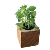 A small green leafy herb plant growing in a square light brown wooden planter, shown on a plain white background.
