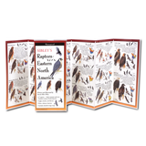 The Sibley’s Raptors of Eastern North America folding guide unfolded and upright, accordion style, showing the contents of the guide, which has illustrations and printed information on raptors.