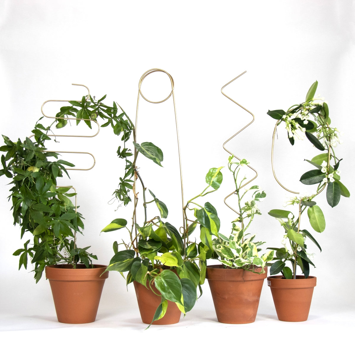 Golden Plant Stake - 4 Styles available