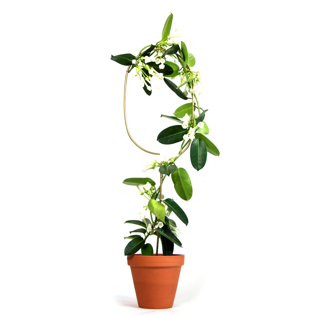 Golden Plant Stake - 4 Styles available