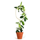 Golden Plant Stake - 4 Styles available