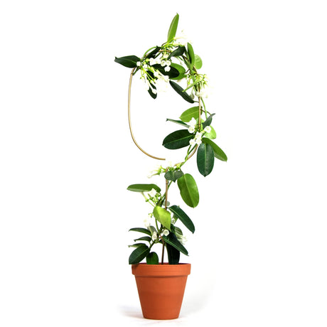 Golden Plant Stake - 4 Styles available