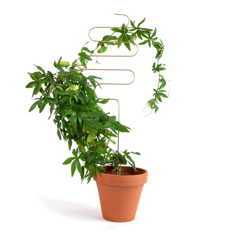 Golden Plant Stake - 4 Styles available