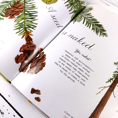 Open book with illustrations of pine cones and branches on a white background