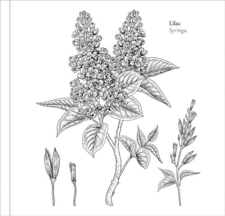 Spring Blooms Coloring Book