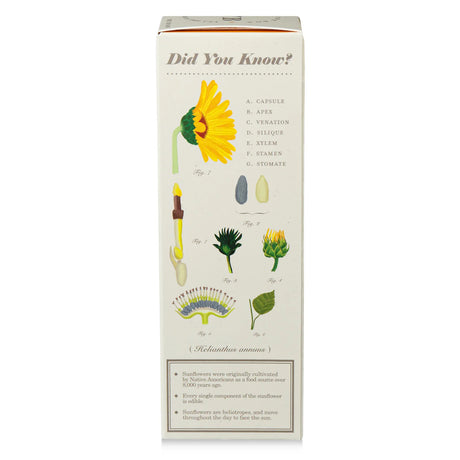 Educational card about sunflower parts with illustrations on a white background