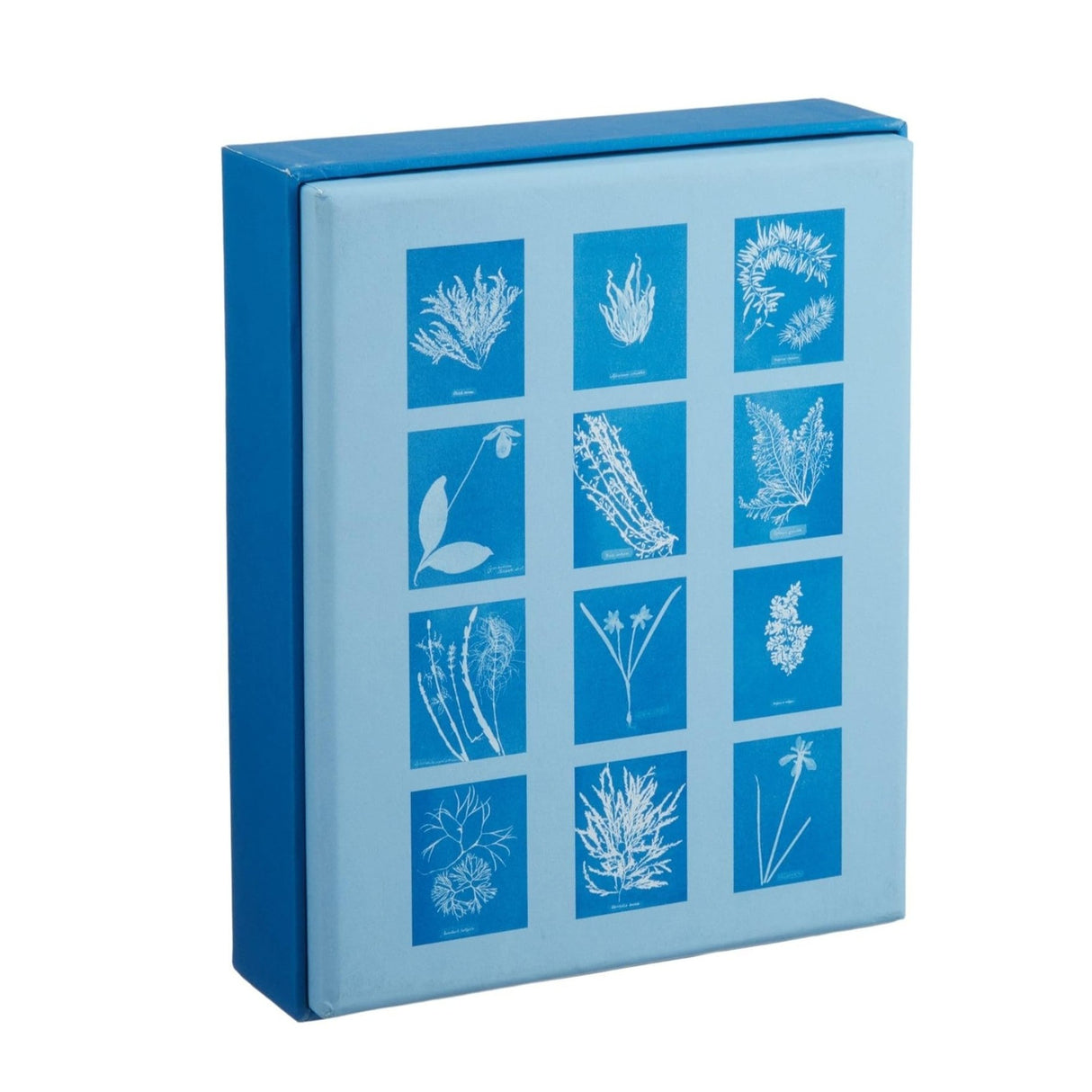 the back of the blue notecard box with all of the included botanical cyanotype notecards on a white background