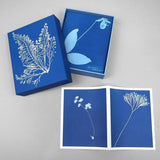 Blue boxes with botanical cyanotypes on a gray background