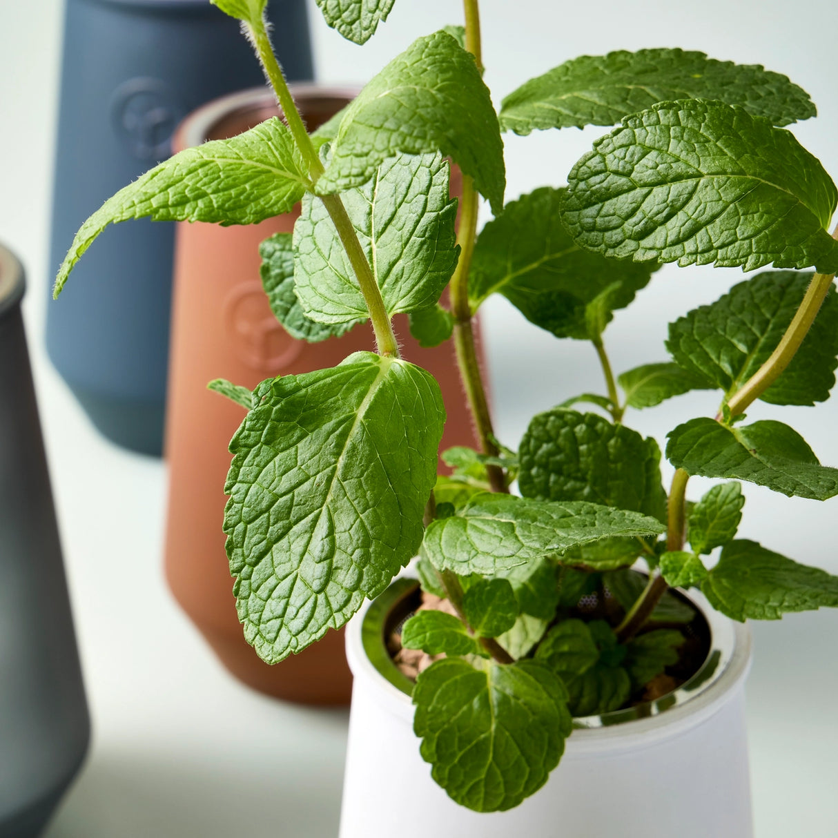 Tapered Tumbler Herb Grow Kit