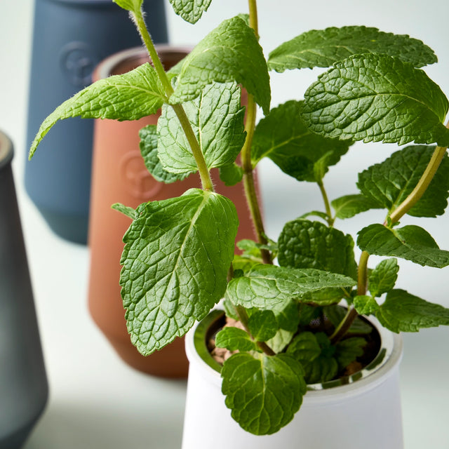 Close-up of a potted plant with green leaves on a white surface.