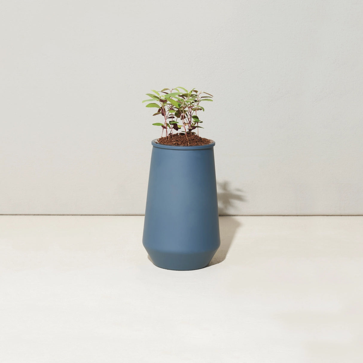 Tapered Tumbler Herb Grow Kit