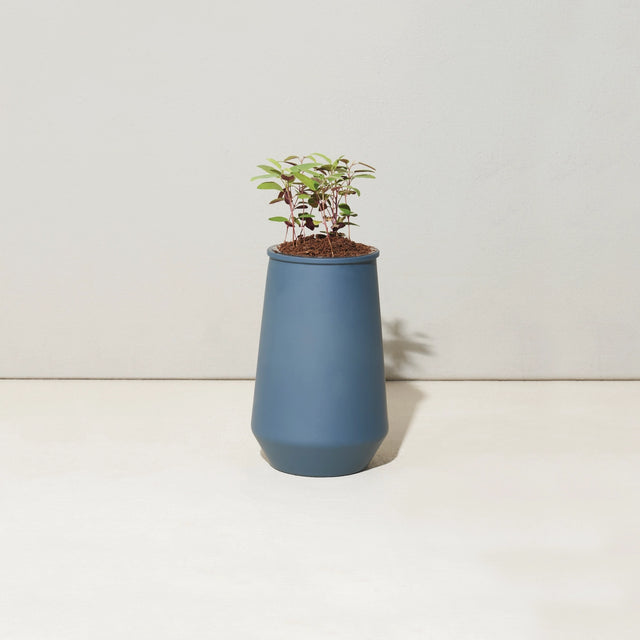 Blue planter with a small plant on a white background