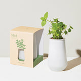 Tapered Tumbler Herb Grow Kit