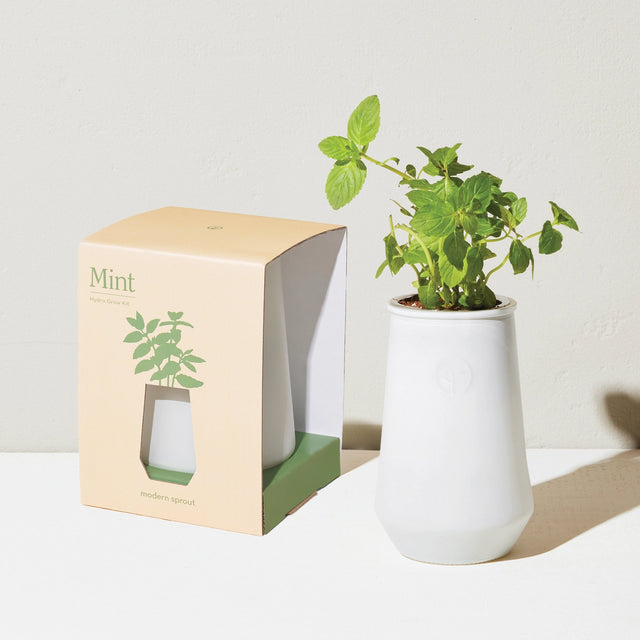White ceramic planter with a mint plant next to its packaging on a light background