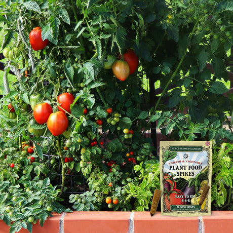 Tomato plant with ripe and unripe tomatoes, and a packet of plant food spikes on a wooden surface.