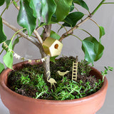 Houseplant Gardening Bundle