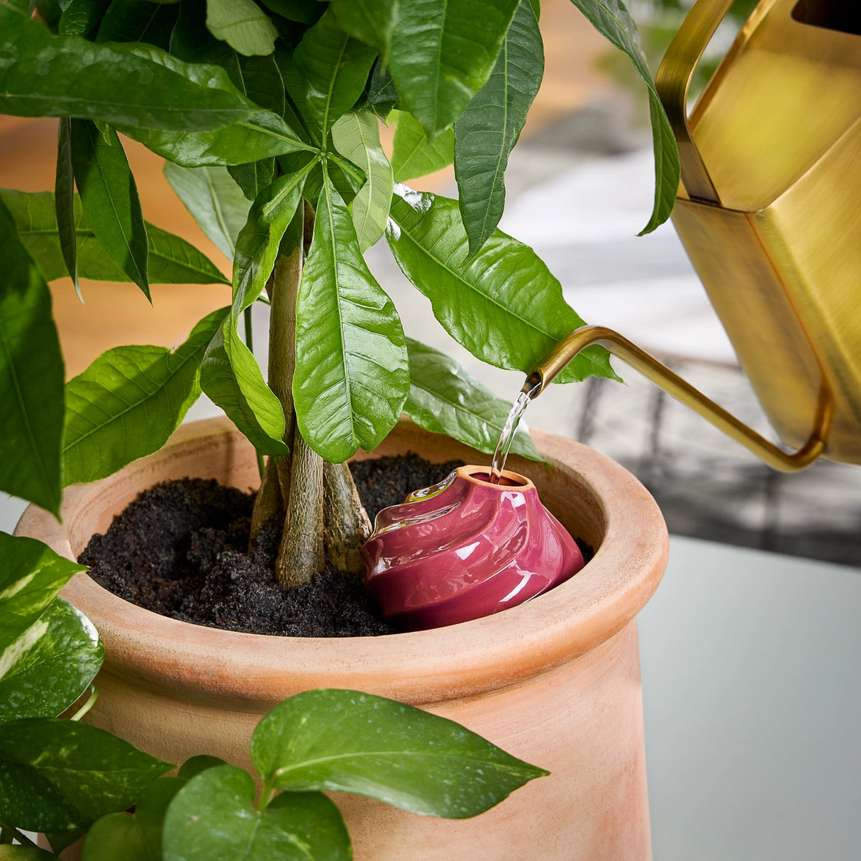 Terracotta Watering Bulb - 3 colors