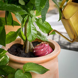 Terracotta Watering Bulb - 3 colors