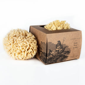 a kraft colored box with illustration of Neptune with a sponge peeking out of the box and another sponge alongside the box